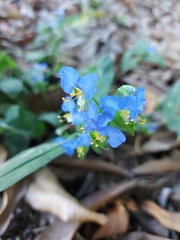 Commelina obliqua