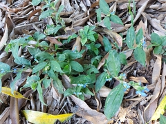 Commelina obliqua