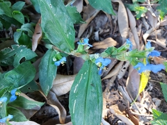Commelina obliqua