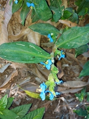 Commelina obliqua
