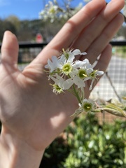 Amelanchier arborea arborea