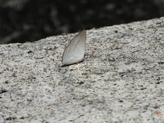 Curetis santana
