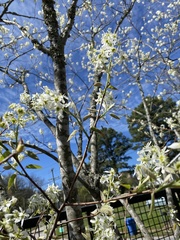 Amelanchier arborea arborea