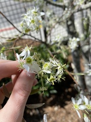 Amelanchier arborea arborea