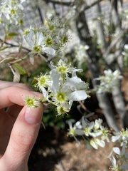 Amelanchier arborea arborea