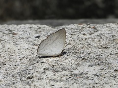 Curetis santana