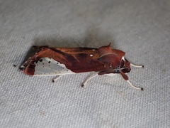 Bertholdia albipuncta