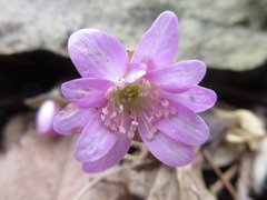Hepatica nobilis