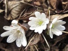 Hepatica nobilis
