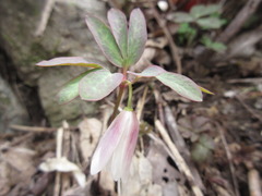 Anemonoides raddeana