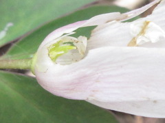 Anemonoides raddeana