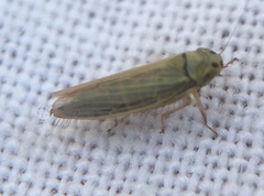 Cicadula