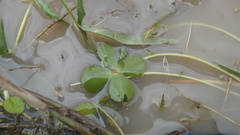 Marsilea deflexa