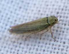 Cicadula