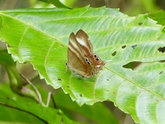 Abisara savitri