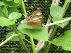 Abisara savitri