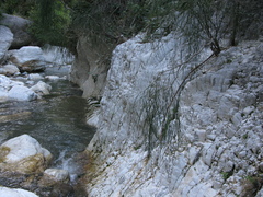 Carmichaelia glabrescens