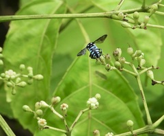 Thyreus himalayensis