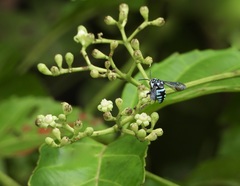 Thyreus himalayensis