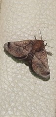 Doratifera stenora