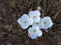 Oenothera acaulis