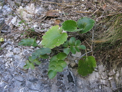Gingidia montana