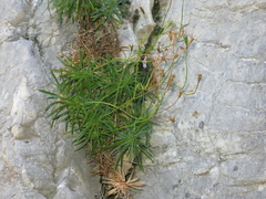 Wahlenbergia matthewsii