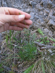 Wahlenbergia matthewsii