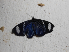 Hypocrita fenestraria