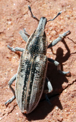 Scaphomorphus