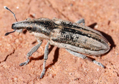 Scaphomorphus