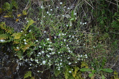 Myosotis lytteltonensis