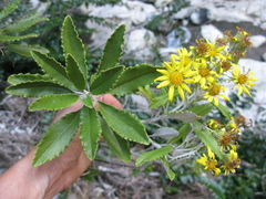 Brachyglottis monroi