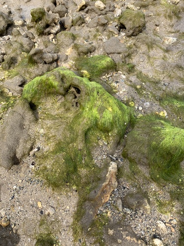 Ulva prolifera observed 2021-03-28