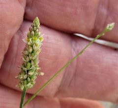 Polygala leptostachys