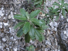 Brachyglottis monroi