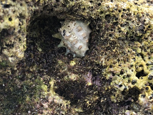 Drupa ricinus observed 2021-03-28