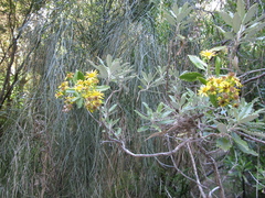 Brachyglottis monroi