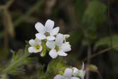 Myosotis lytteltonensis