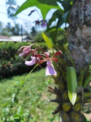 Encyclia cordigera