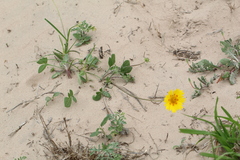 Coreopsis nuecensis