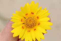 Coreopsis nuecensis