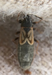 Ischnodemus sabuleti