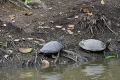 Trachemys stejnegeri