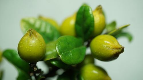 Image of Duranta mutisii by (c) Jairo Pinto, some rights reserved (CC BY)