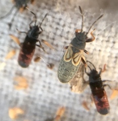 Ischnodemus sabuleti