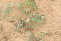 Tephrosia lindheimeri