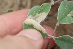 Tephrosia lindheimeri