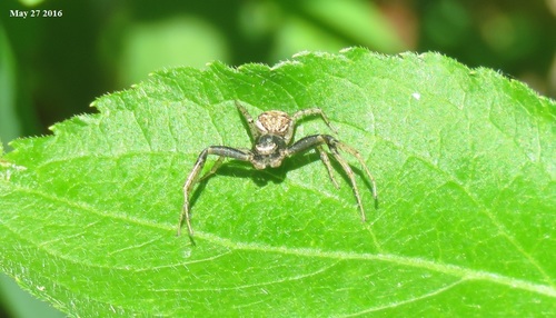 Xysticus saganus