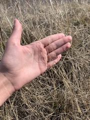 Muhlenbergia cuspidata
